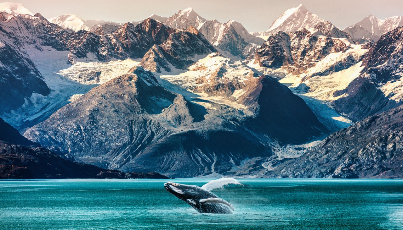 A whale breaching the water in Alaska